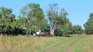 A rural setting with a dirt path leading to a house surrounded by trees.