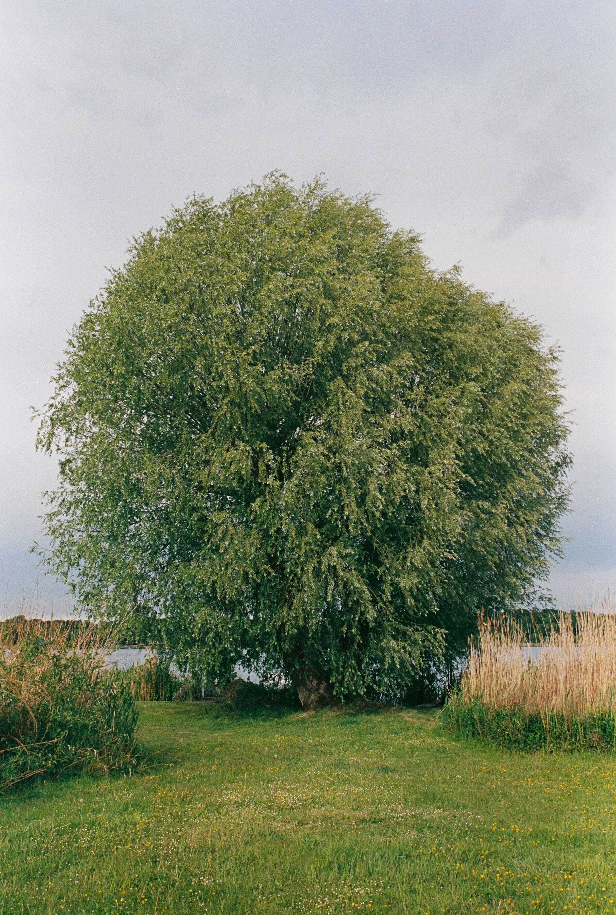 Ein großer Baum in einer grünen Wiese, im Hintergrund ein Gewässer.