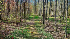 A forest path with tall trees and green foliage.