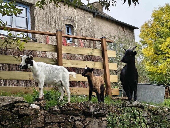 السماح باصطحاب الحيوانات الأليفة