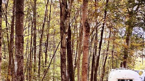 Un bosque con una caravana blanca estacionada entre árboles y un montón de leña cortada.