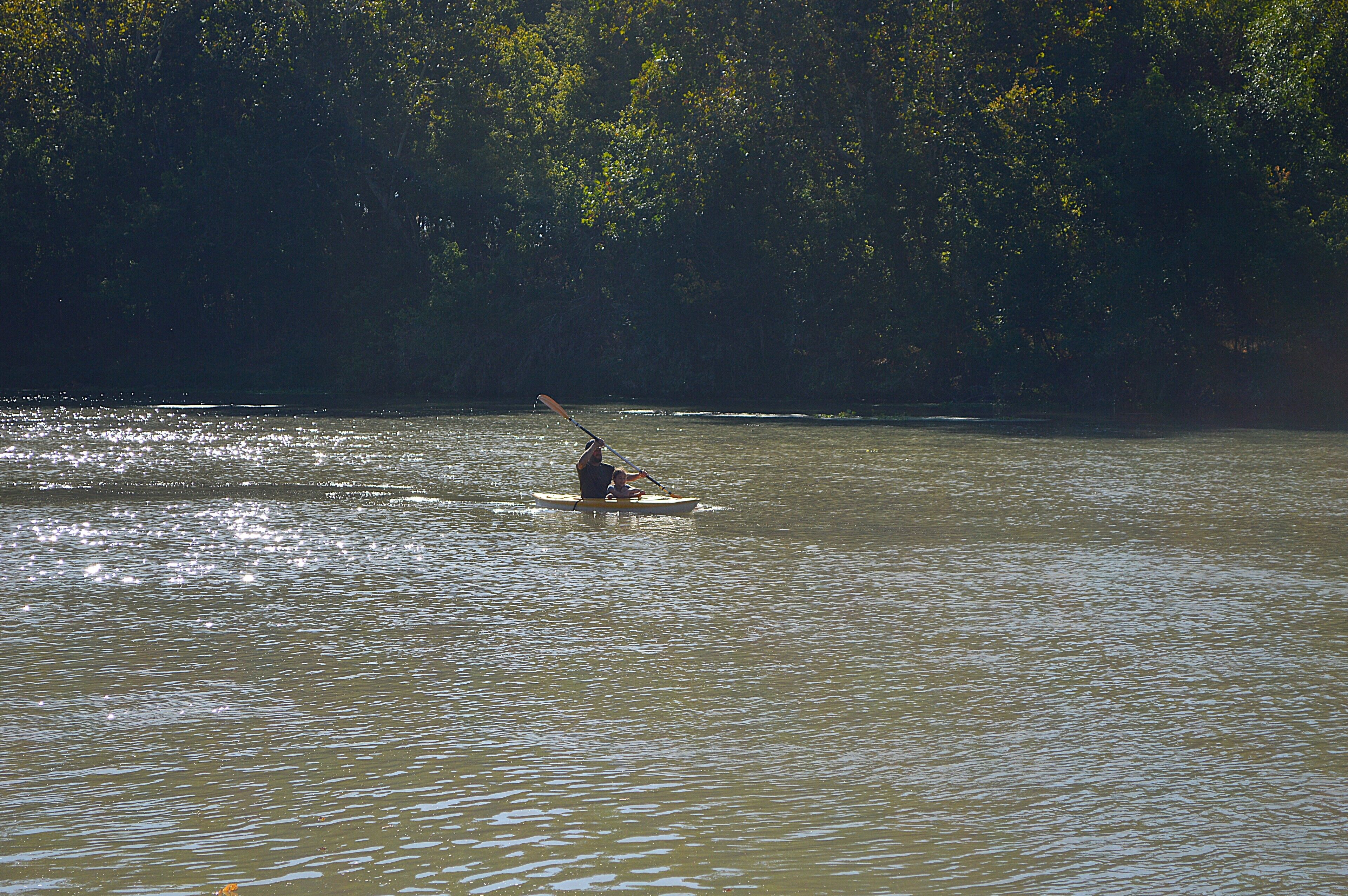 A person paddleboarding on a calm body of water surrounded by dense foliage.
