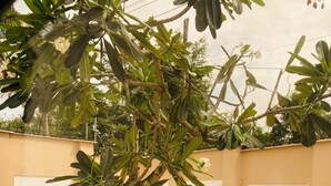 Un árbol de hojas anchas en un patio con suelo de baldosas y un muro bajo.