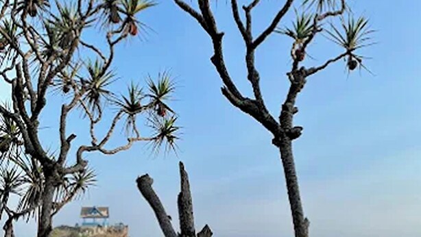 A beach with pine trees, a clear sky, and a rocky outcrop in the background. - Griya Prasetaya (Wonosari)
