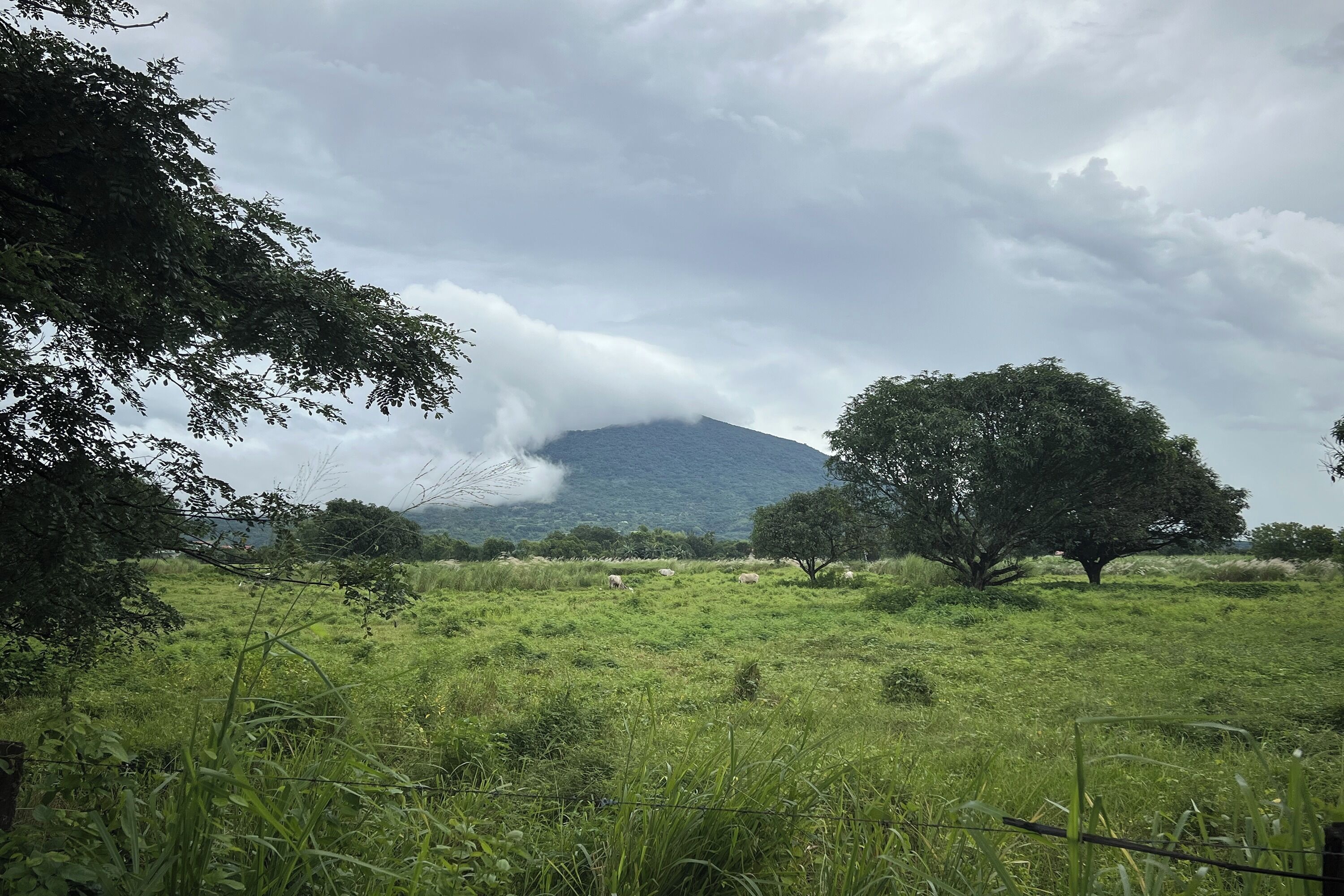 A grassy field with trees and a mountain in the background.