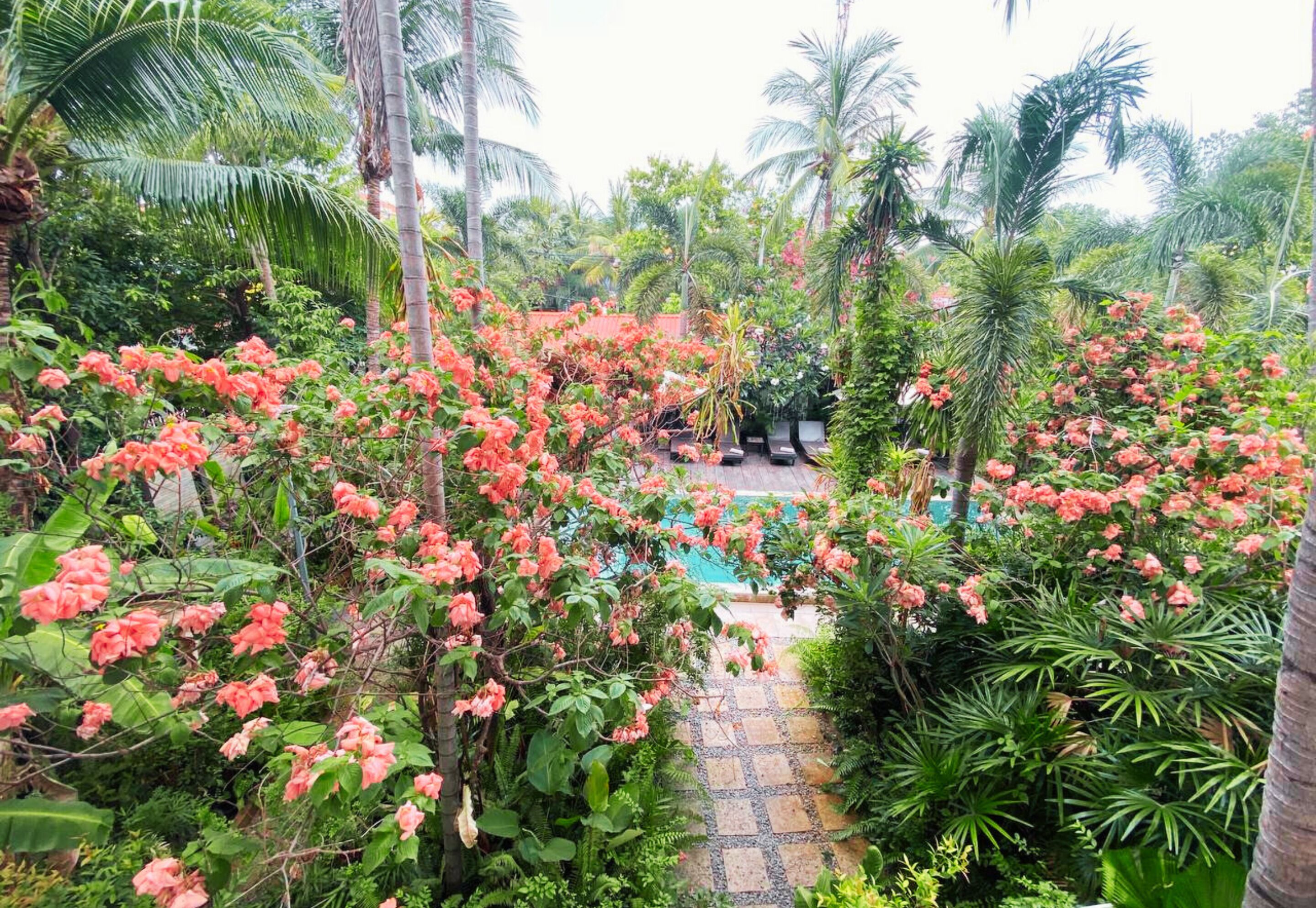 Un jardin luxuriant avec un sentier menant à une zone de piscine, entourée de plantes tropicales et de palmiers.