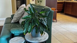 Un salon avec un canapé vert, une petite table ronde et une plante en pot.