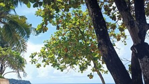 A beach with white sand, clear blue water, and trees with green leaves. - Hawaii Lounge (Sihanoukville)
