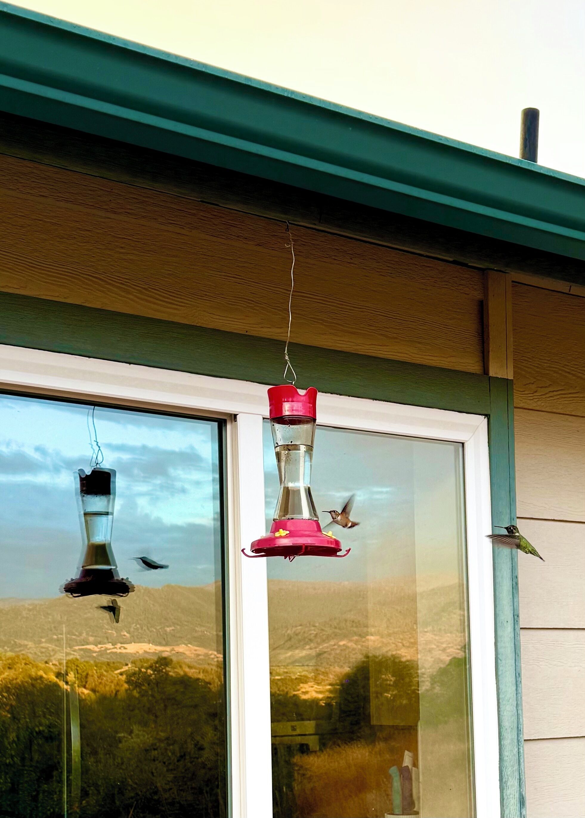 A window with two hummingbird feeders, one red and one black, hanging on a teal-framed window.