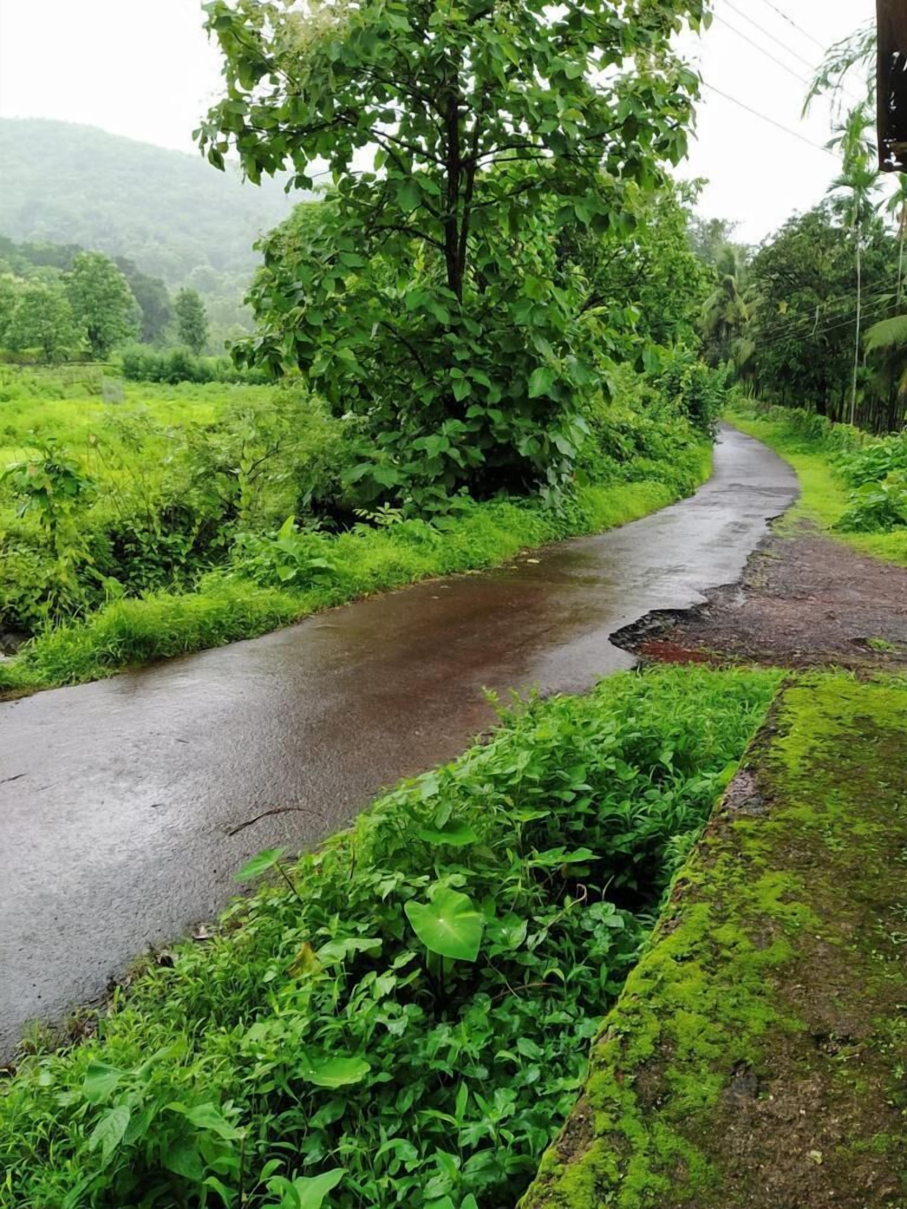 A narrow, wet road winding through lush greenery with a large tree on the left.
