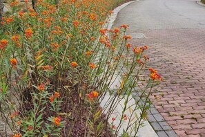 Un sentier bordé d’un trottoir en briques et d’une touffe dense de fleurs oranges.