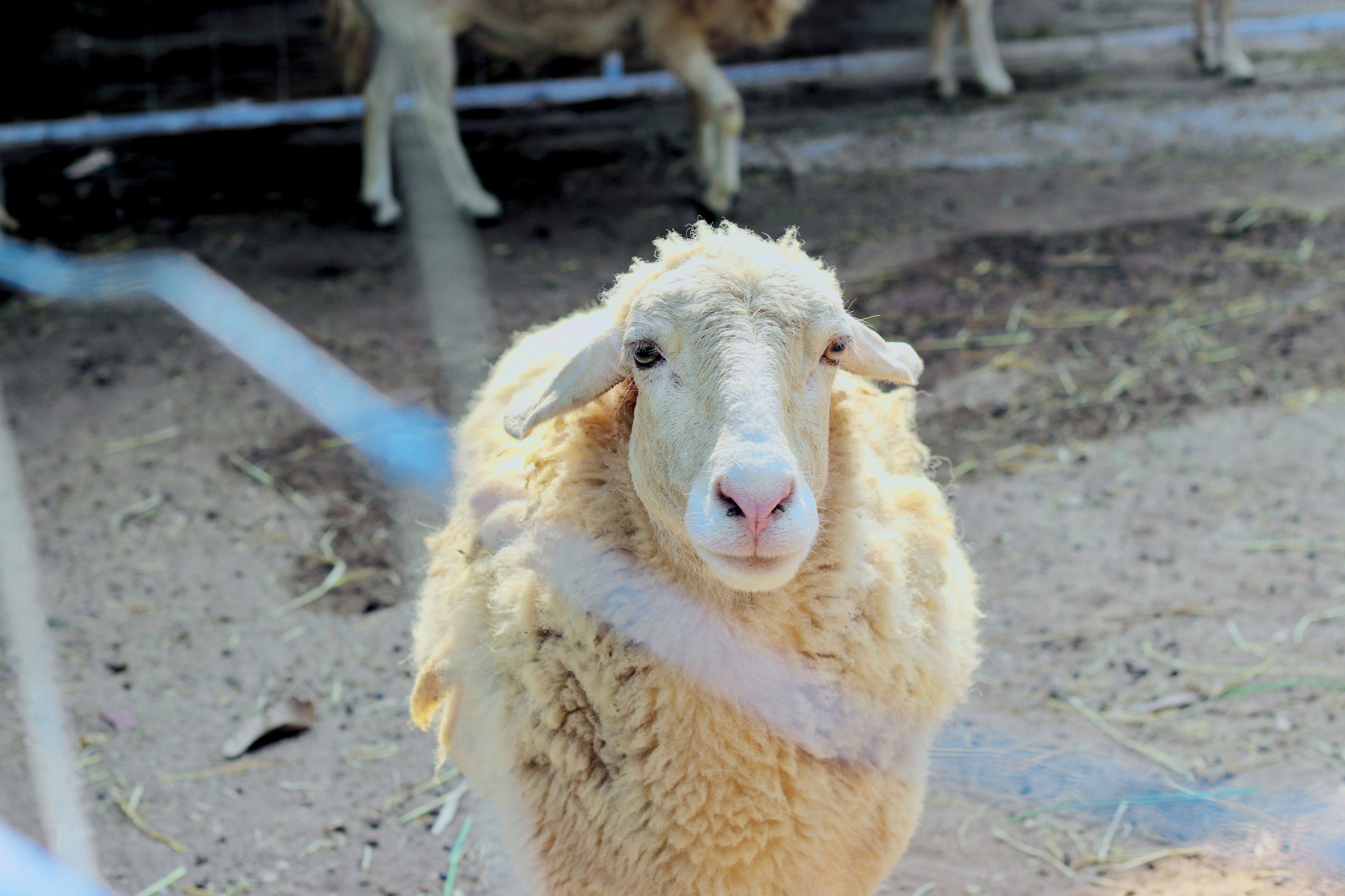 A close-up of a sheep with a white face and woolly body.