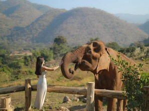 Miscellaneous - Elephant pool villa maetang chiangmai (Mae Taeng)
