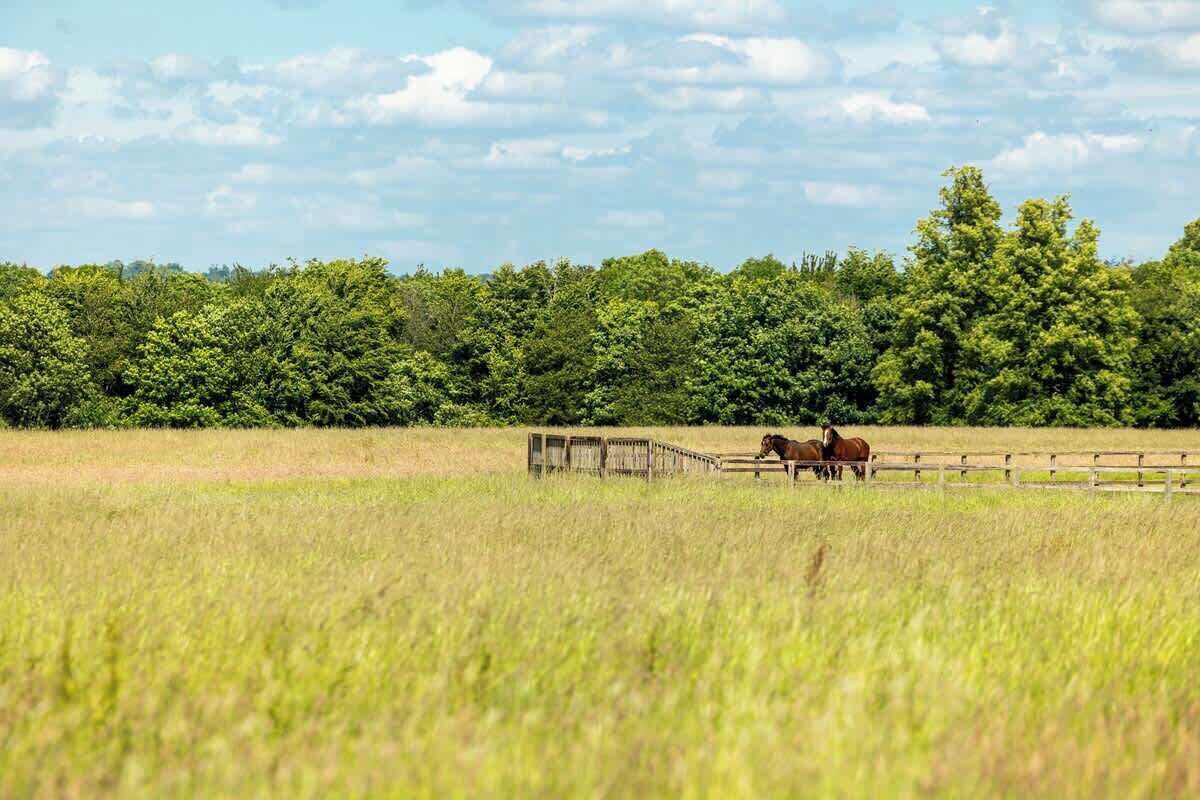 Un cheval dans un champ verdoyant, avec une clôture en bois et des arbres en arrière-plan.