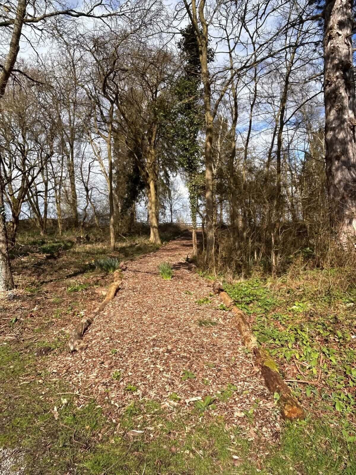 Une zone boisée avec un sentier de terre qui traverse les arbres.
