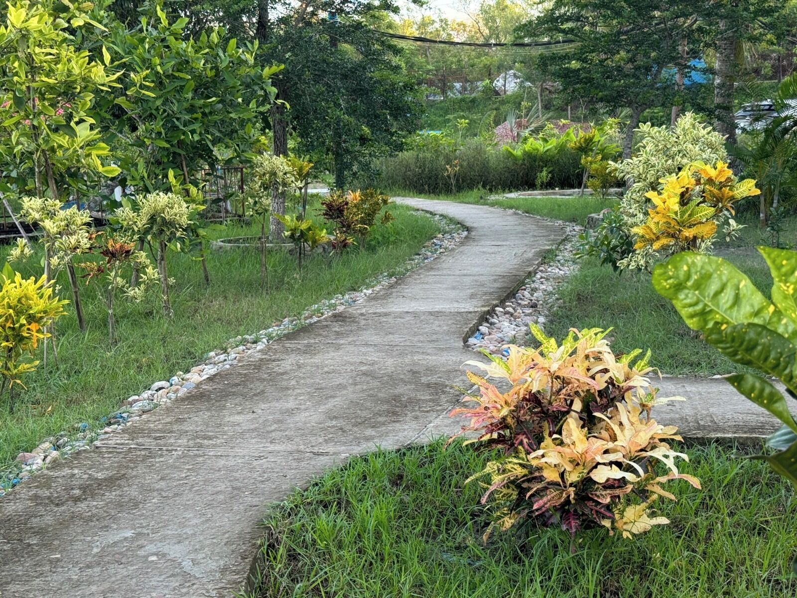 A concrete pathway winding through a garden with various plants and trees.
