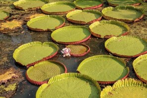 Exterior - BaanRaiKhunYa (Sai Yok)