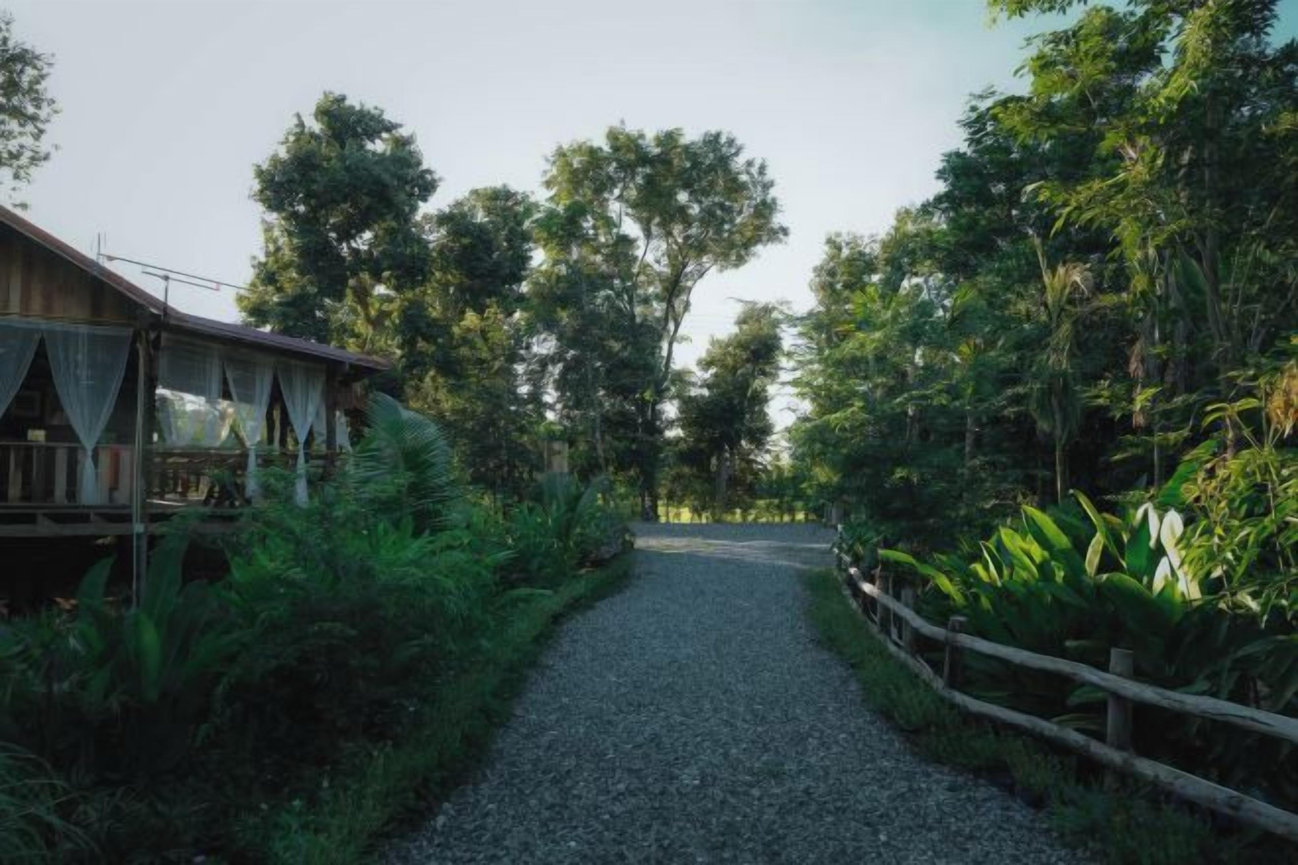 A gravel path leading to a wooden structure surrounded by lush greenery.