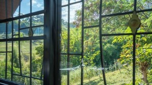 Une fenêtre donnant sur un jardin luxuriant.