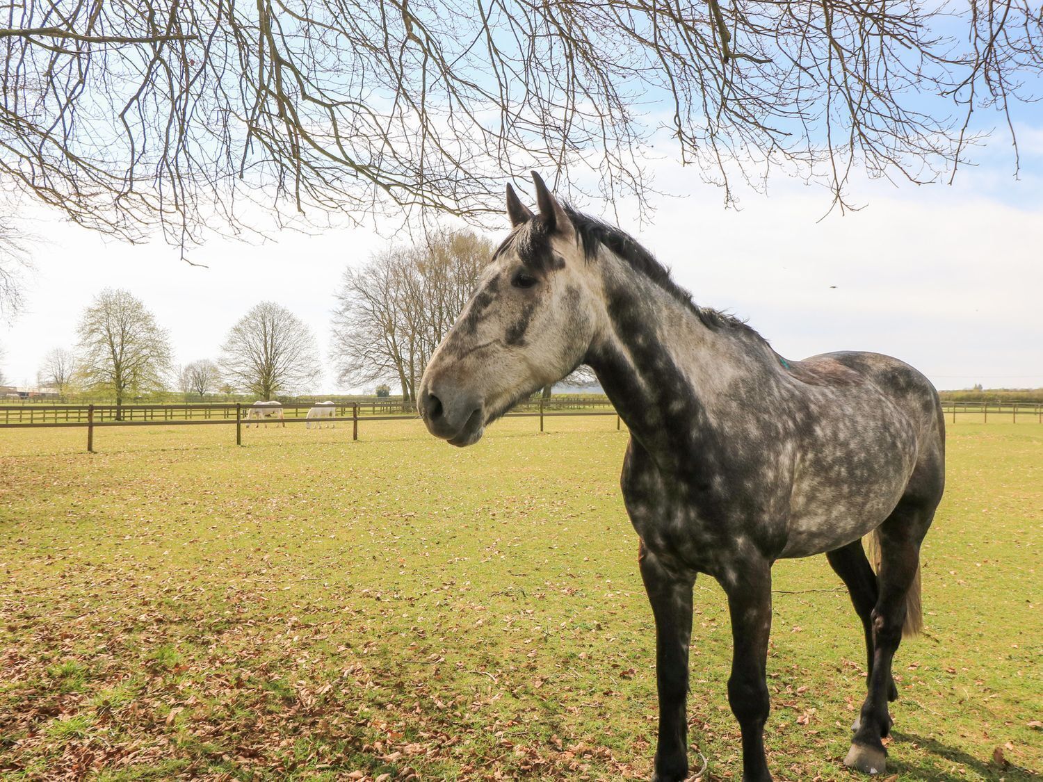 A horse in a grassy field with a fence and trees in the background.