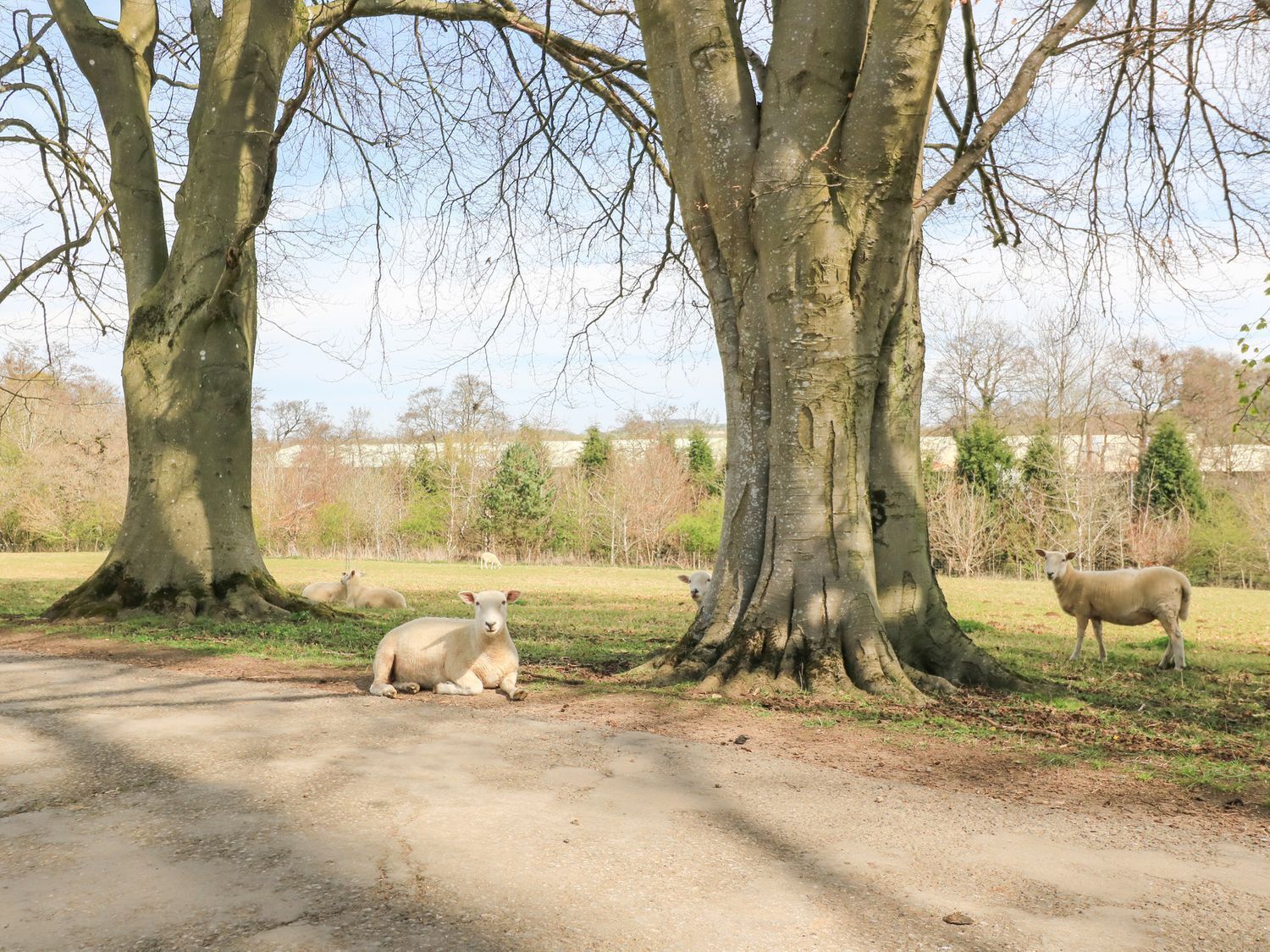 A dirt path with trees and sheep in a rural setting.