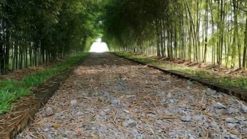 Um caminho arborizado coberto de cascalho.