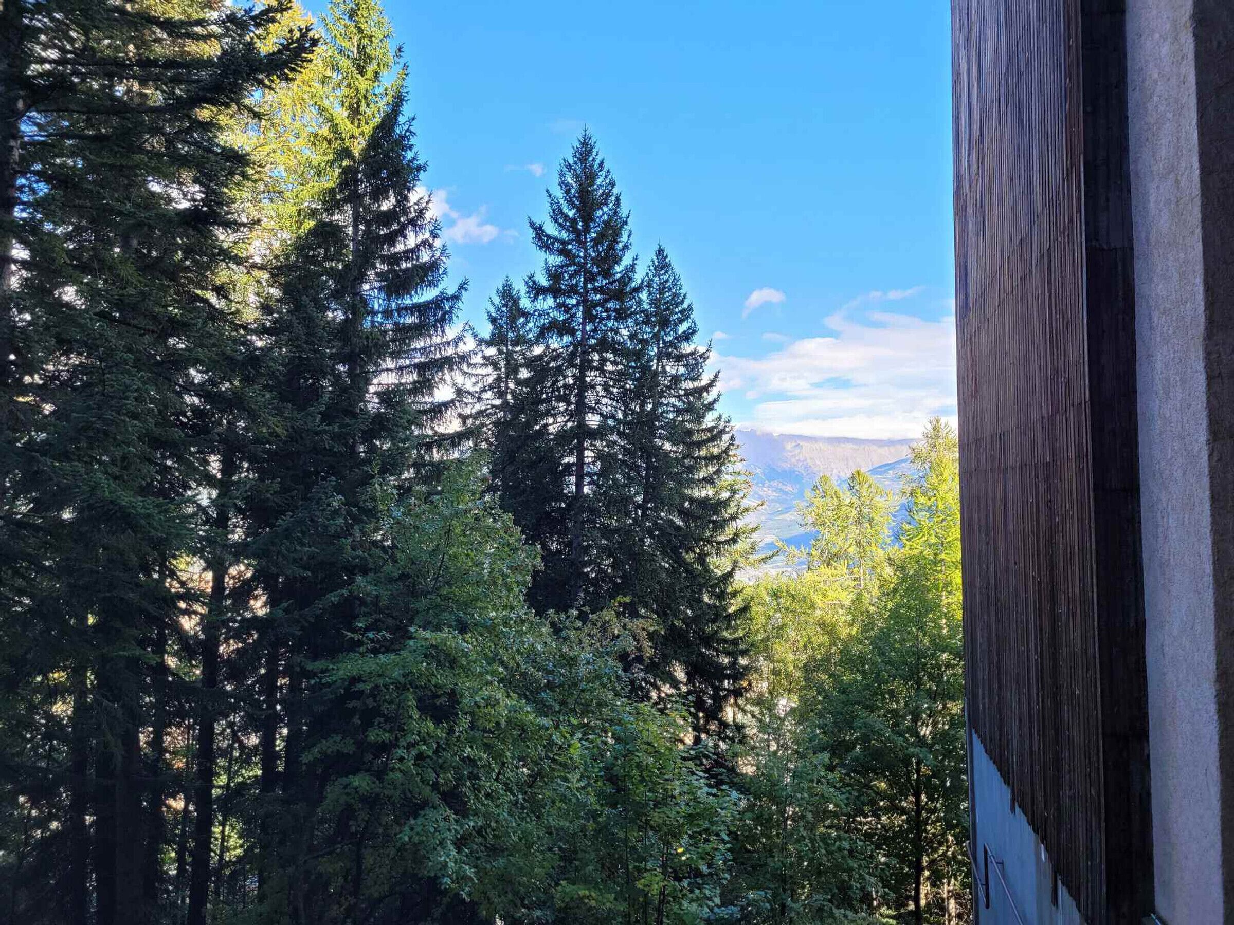 A view of tall evergreen trees and a mountain range in the distance.