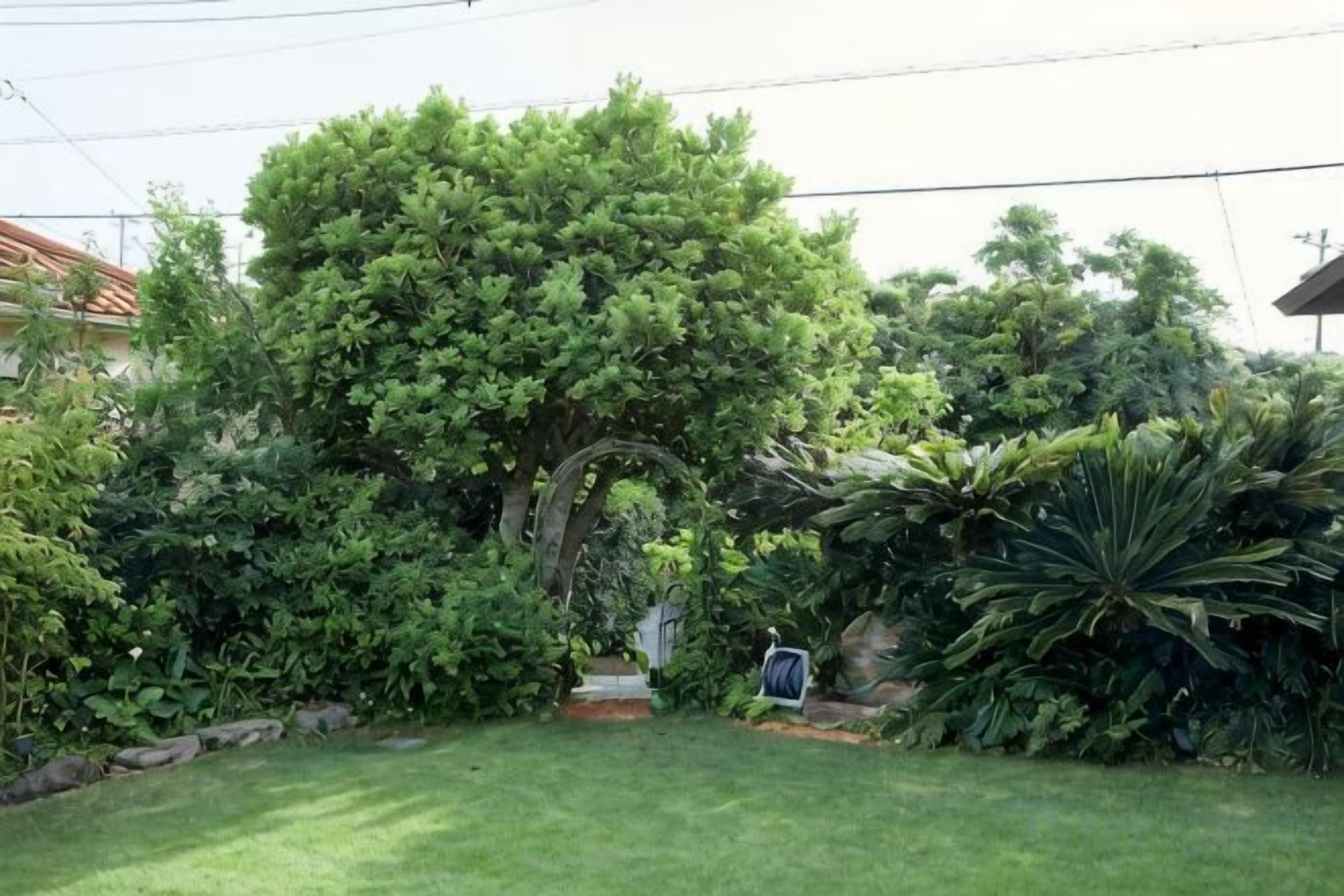 A well-maintained garden with a large tree, a lawn, and various plants.
