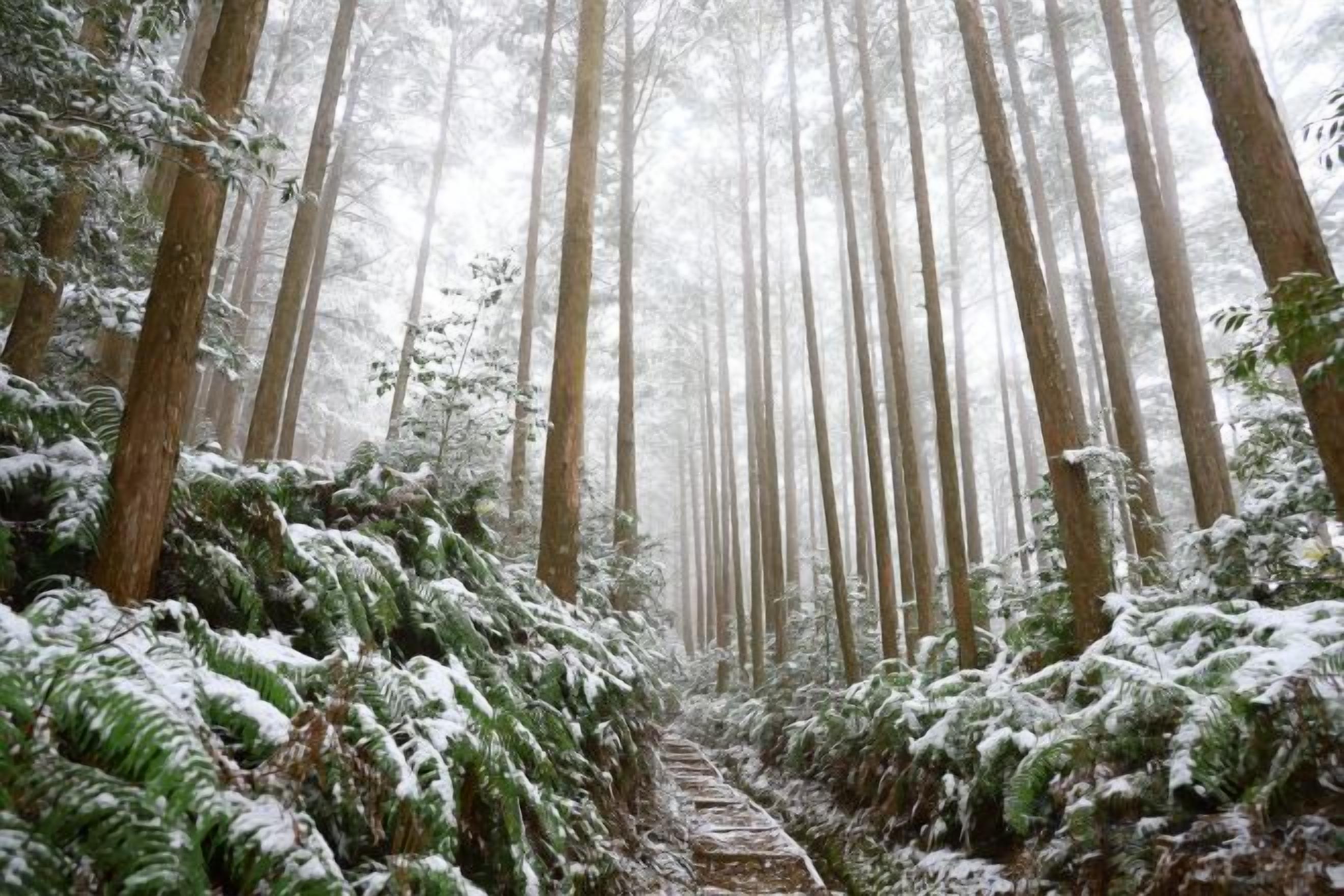 A forest path with tall trees and ferns, covered in snow.
