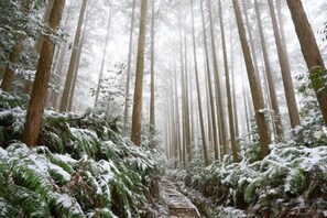 A forest path with tall trees and ferns, covered in snow. - SEN.RETREAT TAKAHARA (Tanabe)