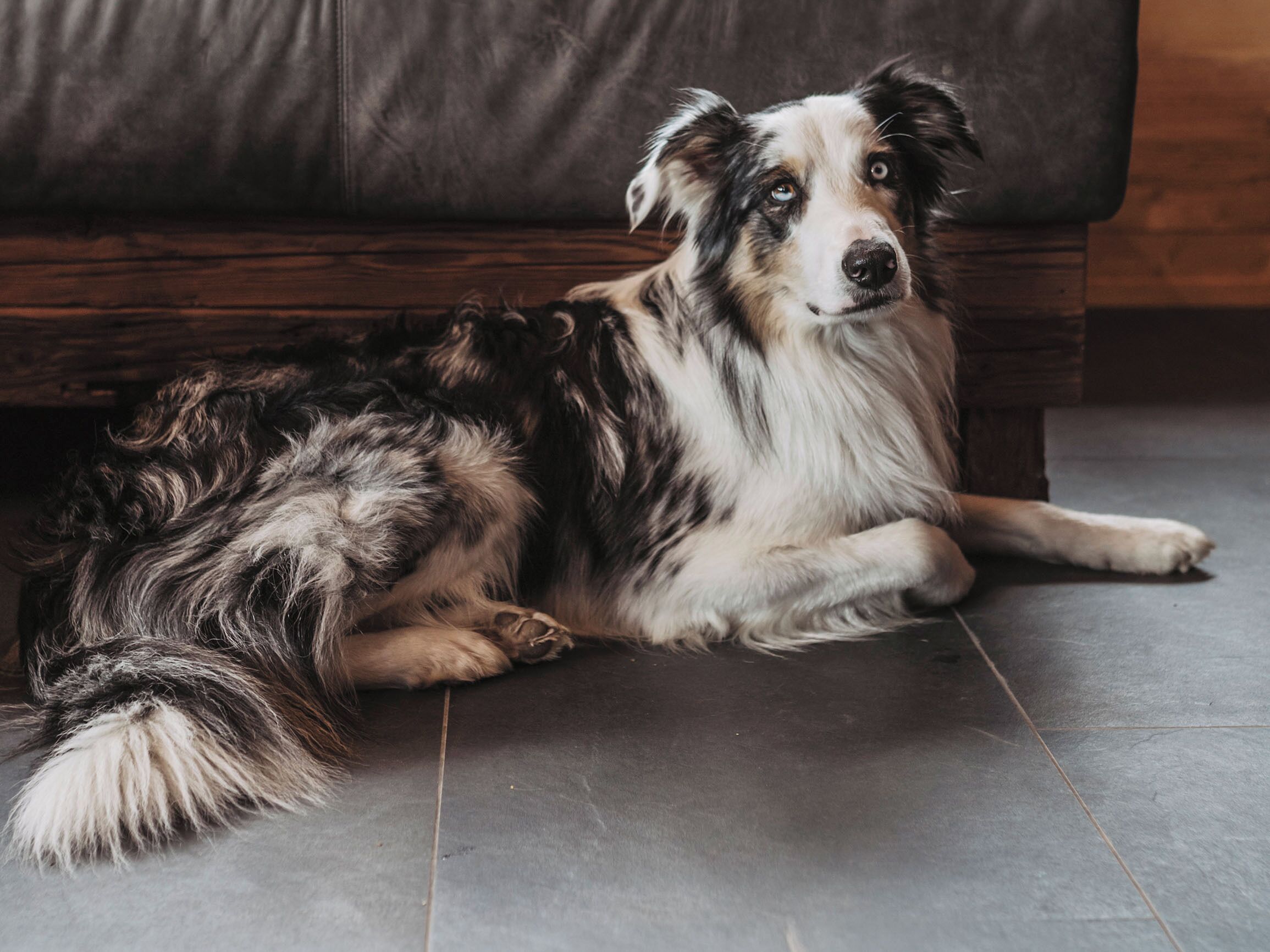 A dog lying on a tiled floor with a dark sofa in the background.
