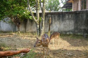 A deer in a fenced area with trees and a building in the background. - Salma Syariah by TwoSpaces, Bogor (Cisarua)