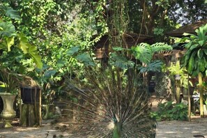 A peacock with its tail feathers fanned out in a garden setting. - Kenaray Farmstay Riverside (Kaeng Krachan)