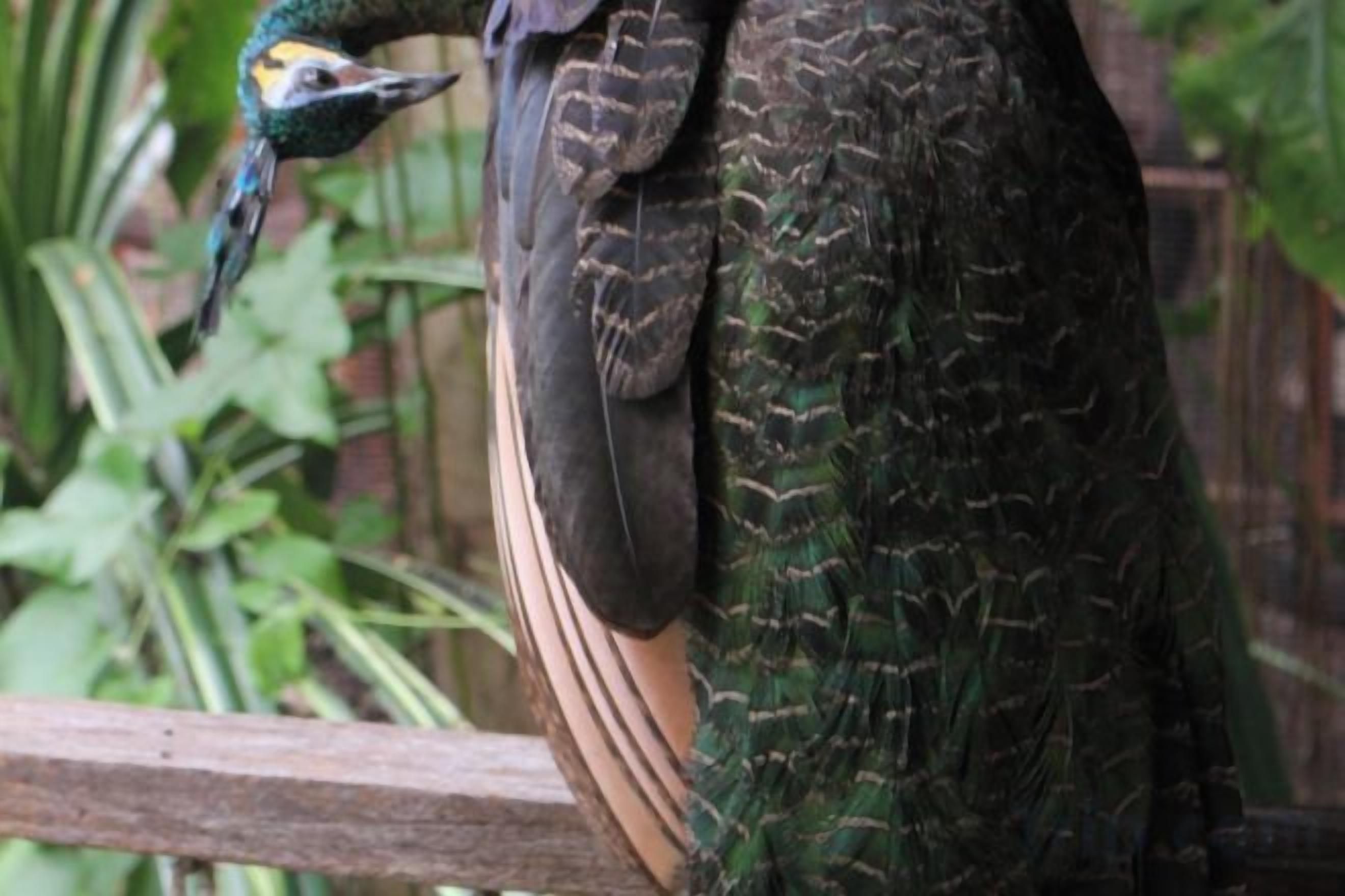 A bird with green and yellow head, perched on a wooden structure.