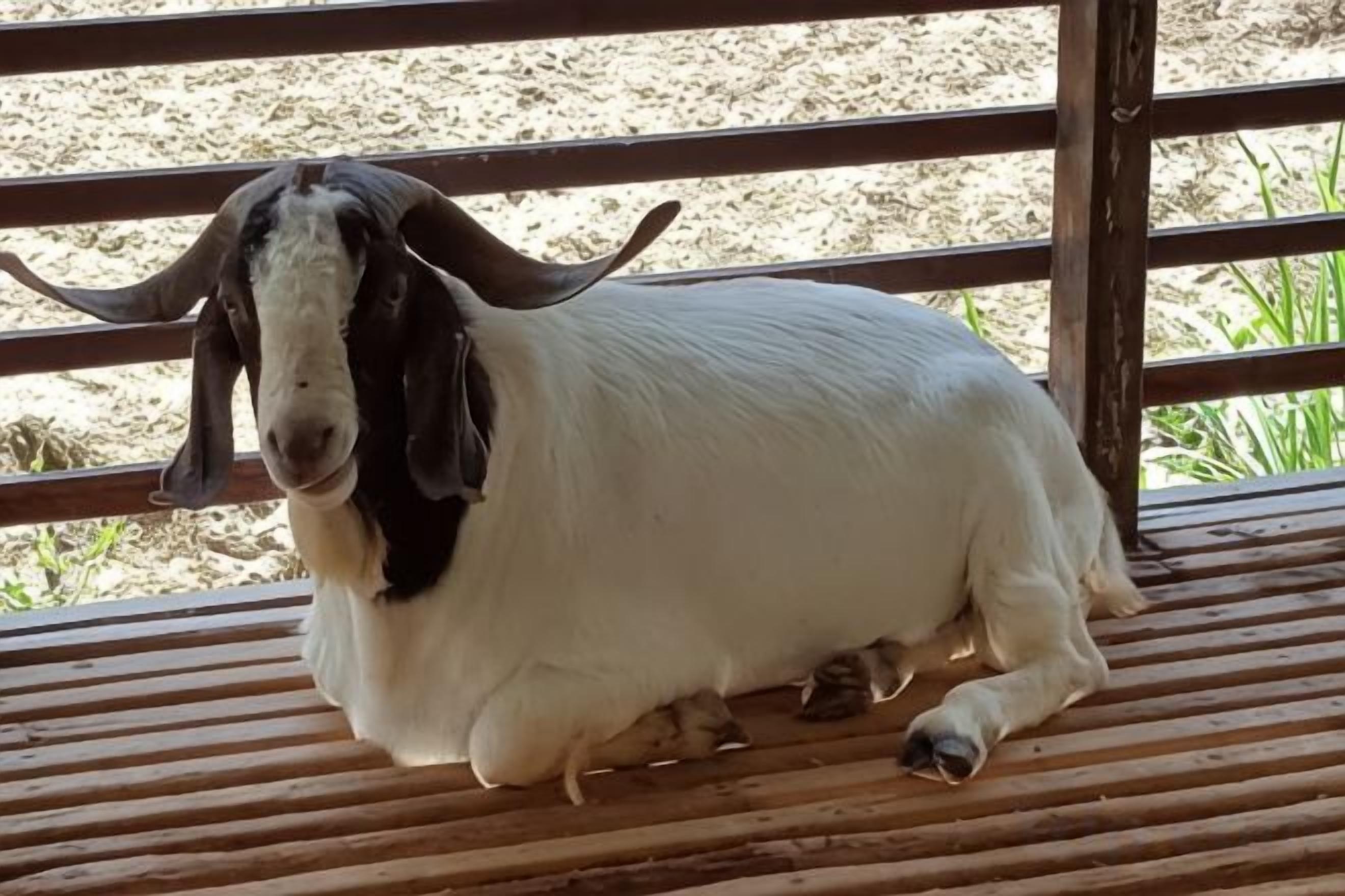 A goat resting on a wooden bench.