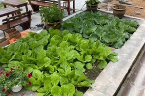 A garden with leafy green plants, a wooden bench, and potted plants. - Manson Goat Cottage (A) - Nature escape hideaway (Ulu Telom)