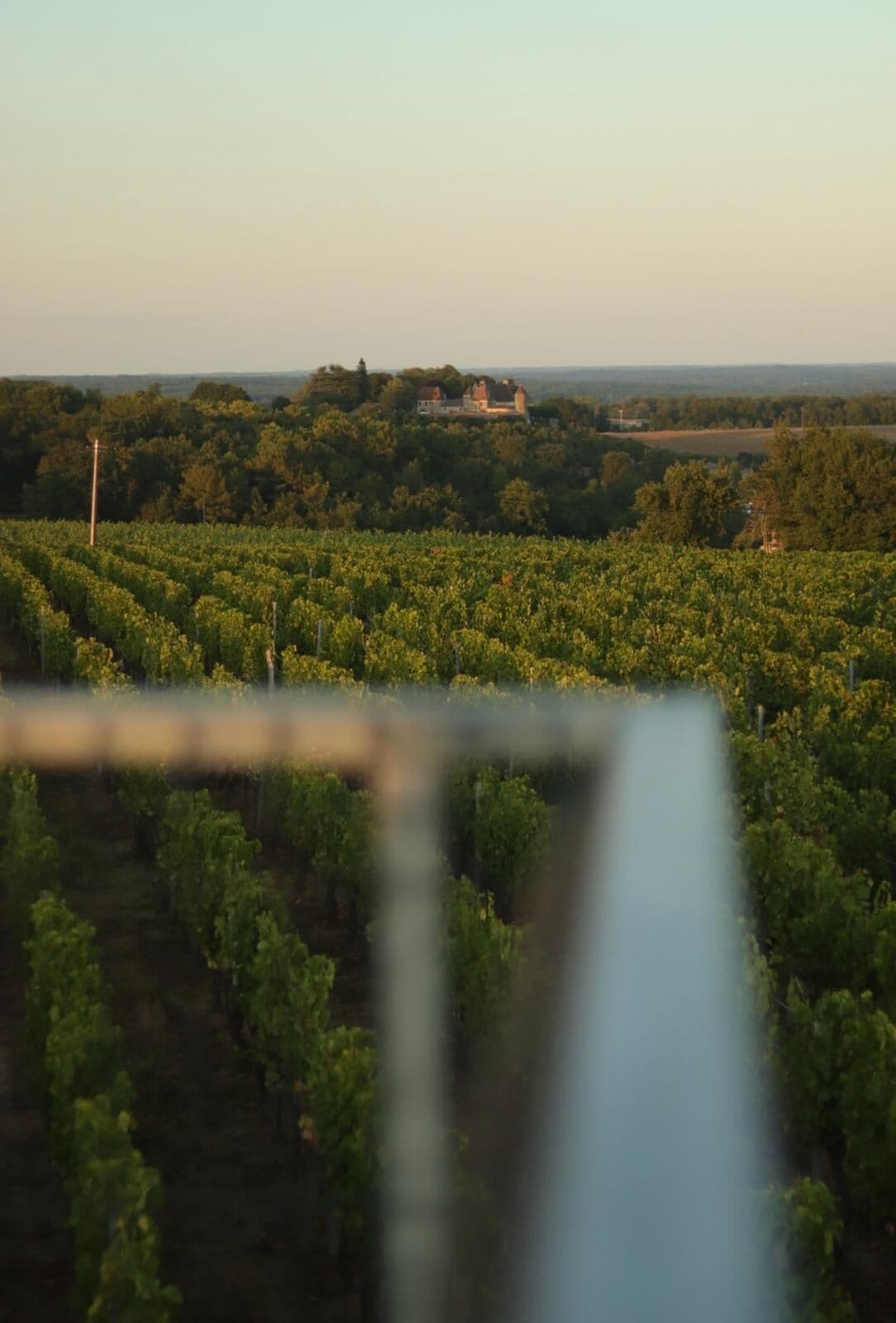 Un vignoble avec des rangées de vignes et un bâtiment situé au loin.
