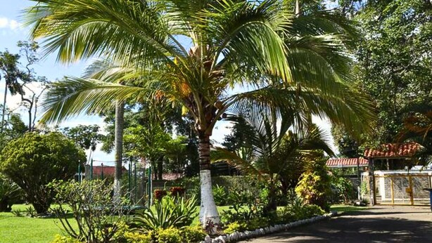 Un jardín bien cuidado, con palmeras y diversos arbustos, un camino empedrado y un edificio con techo de tejas rojas al fondo.
