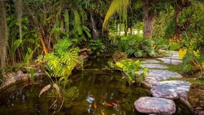 Un estanque con rocas y plantas acuáticas, rodeado de abundante vegetación.