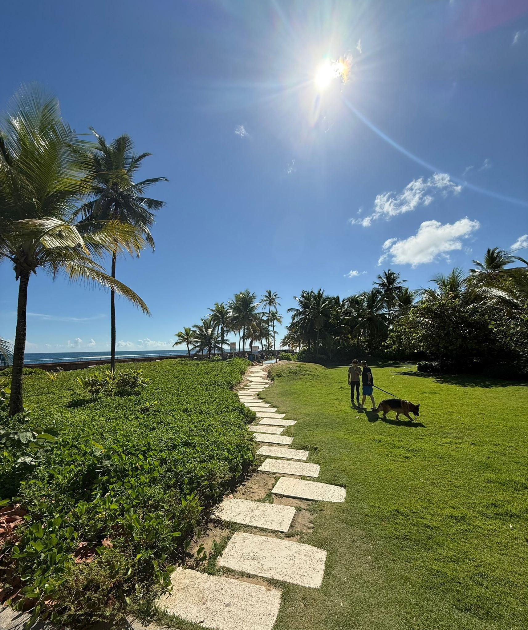 A pathway lined with palm trees and a grassy area with a clear sky and sun.