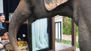 Een olifant die met een persoon en een mand met bananen bezig is.
