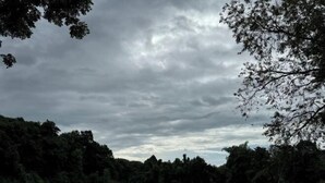 Een groot, open veld met dichte bomen in de verte onder een bewolkte lucht.
