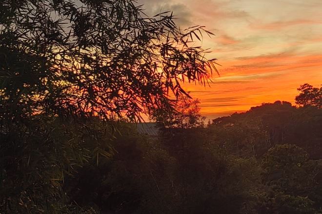 A sunset view with dense foliage in the foreground.