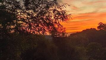 A sunset view with dense foliage in the foreground.