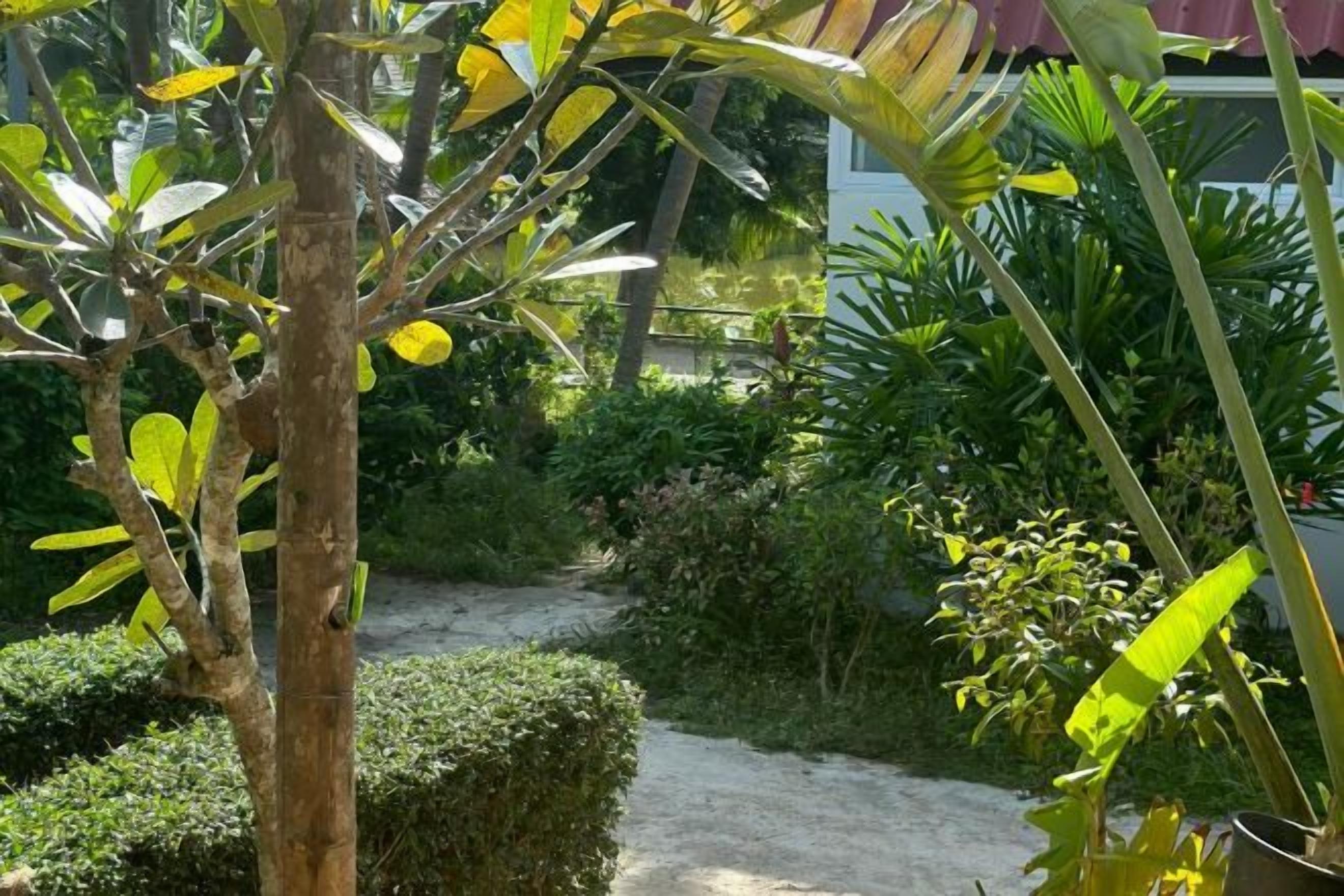 Un sendero en un jardín rodeado de plantas diversas y un edificio al fondo.