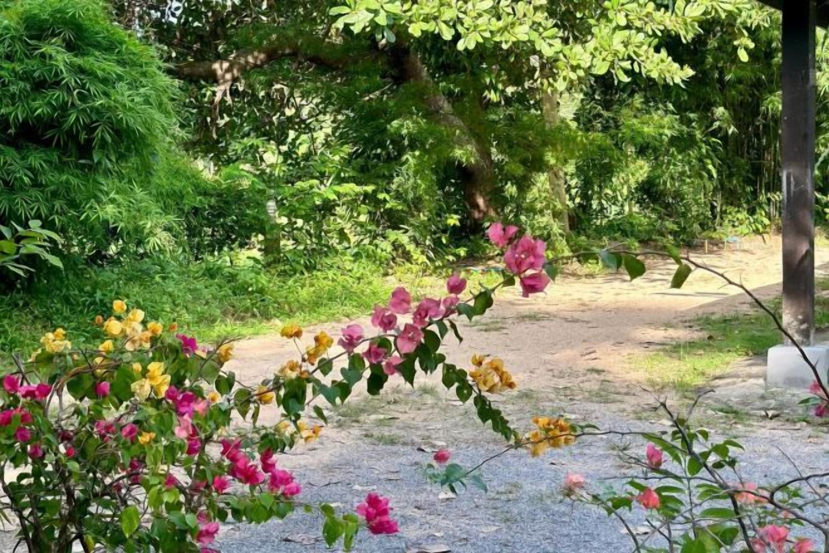 A pathway surrounded by lush greenery and flowering plants.