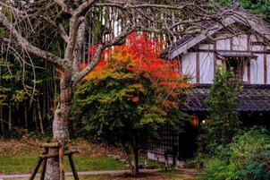 Un edificio tradicional japonés con tejado de paja, rodeado por un jardín con un árbol mostrando follaje otoñal.
