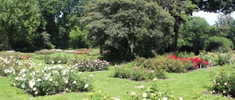 Un jardín con diversas plantas y árboles, césped y un sendero.