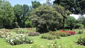 Um jardim com diversas plantas e flores, incluindo rosas e arbustos vermelhos.