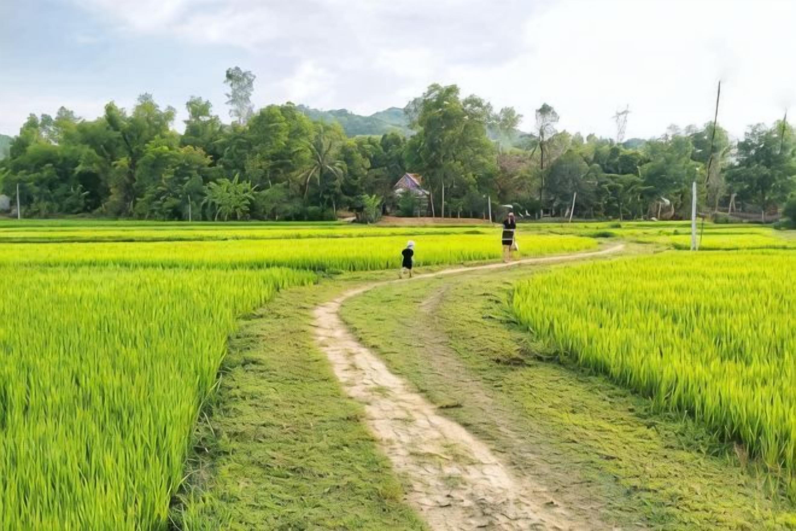A rural landscape with a dirt path through fields of crops.
